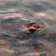 A swimming little skate.